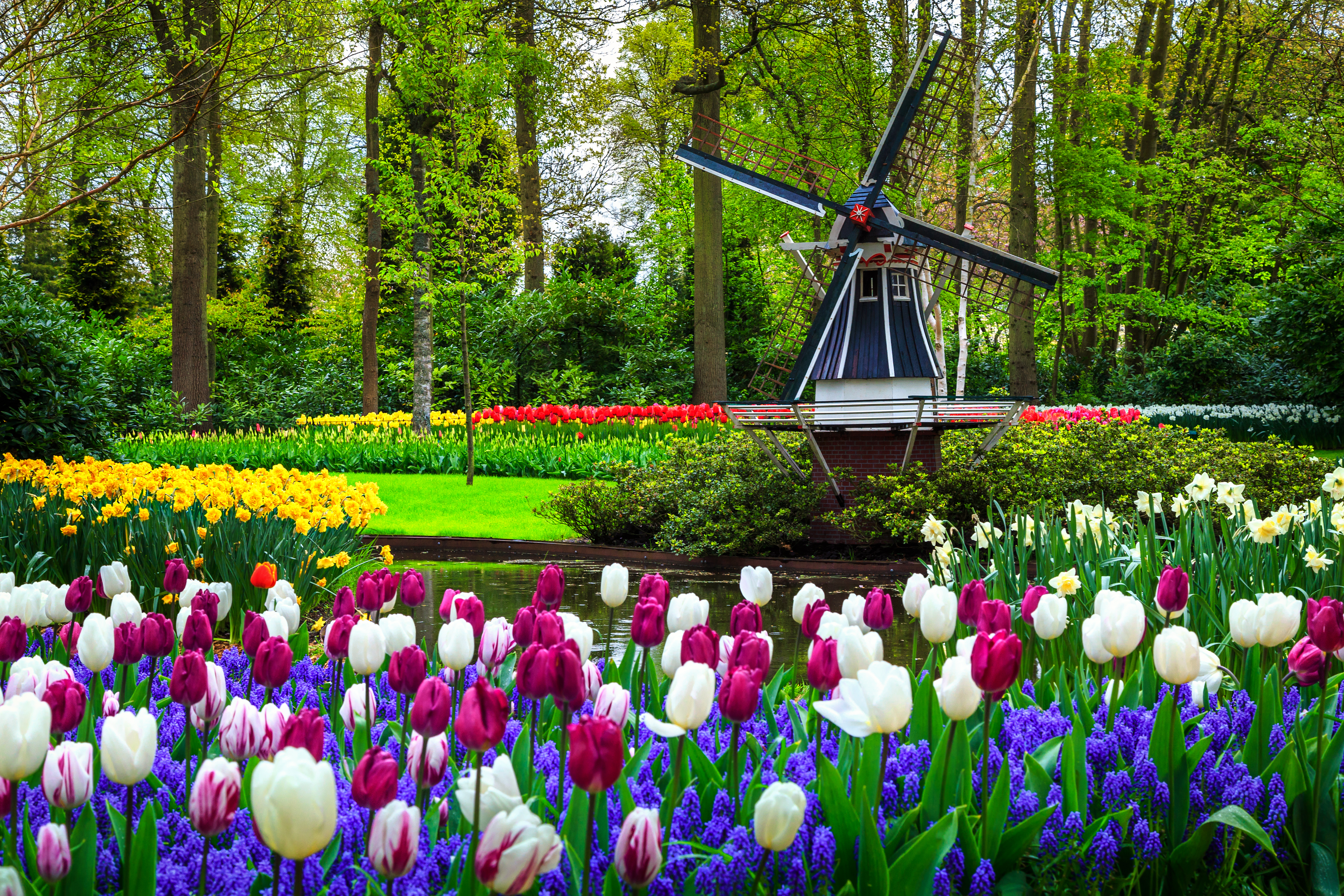 Bruges, Medieval Flanders, Amsterdam & The Dutch Bulbfields River Cruise for solo travellers