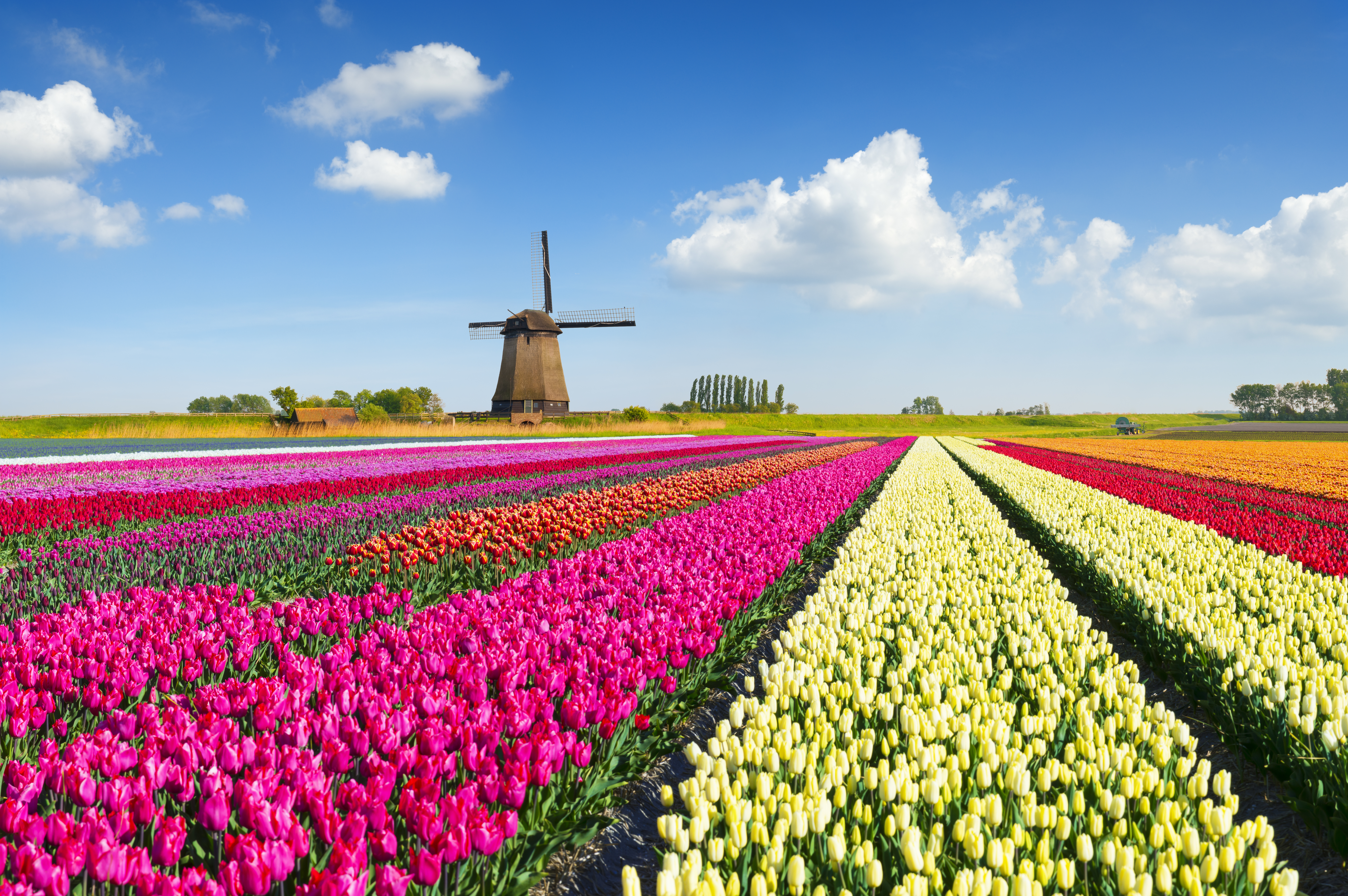 Amsterdam, Kinderdijk and the Dutch Bulbfields River Cruise for solo travellers