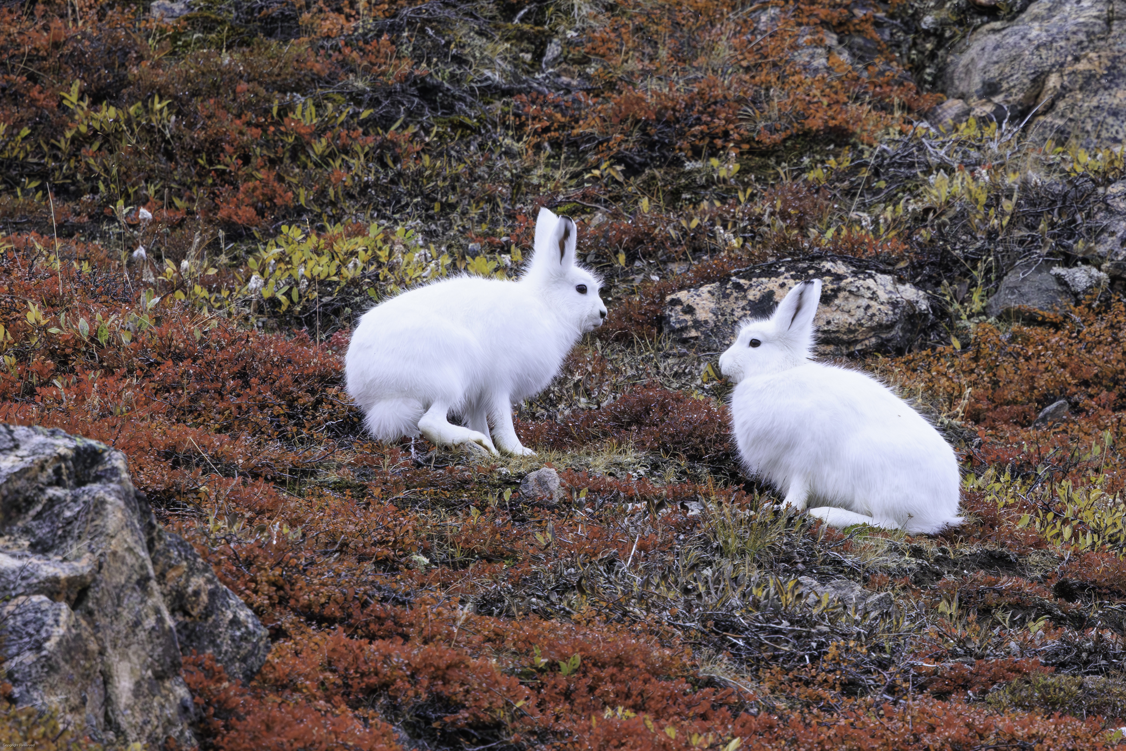 Northeast Greenland National Park Micro Cruise