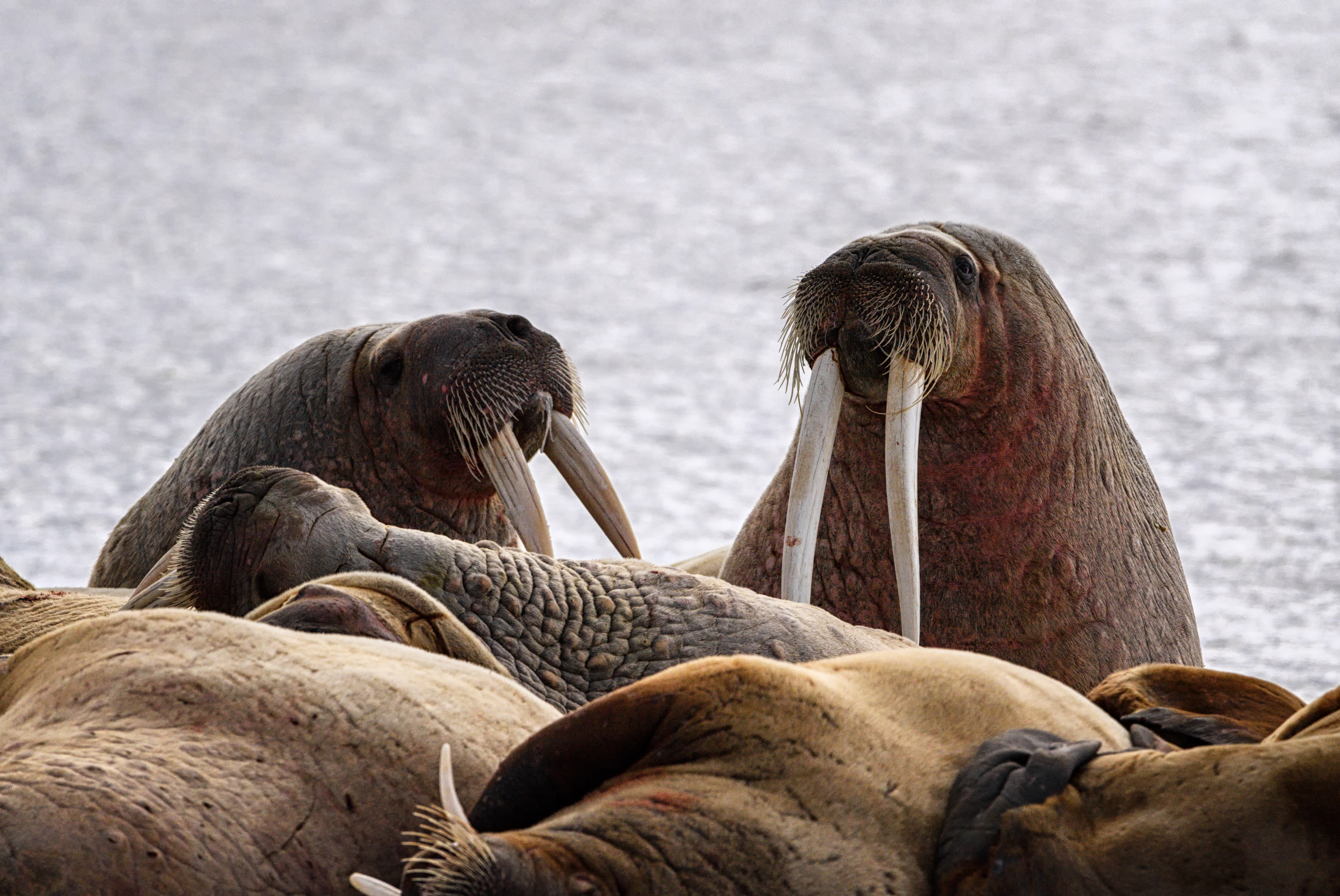 Svalbard Spring Photo Tour w/ Dean Tatooles