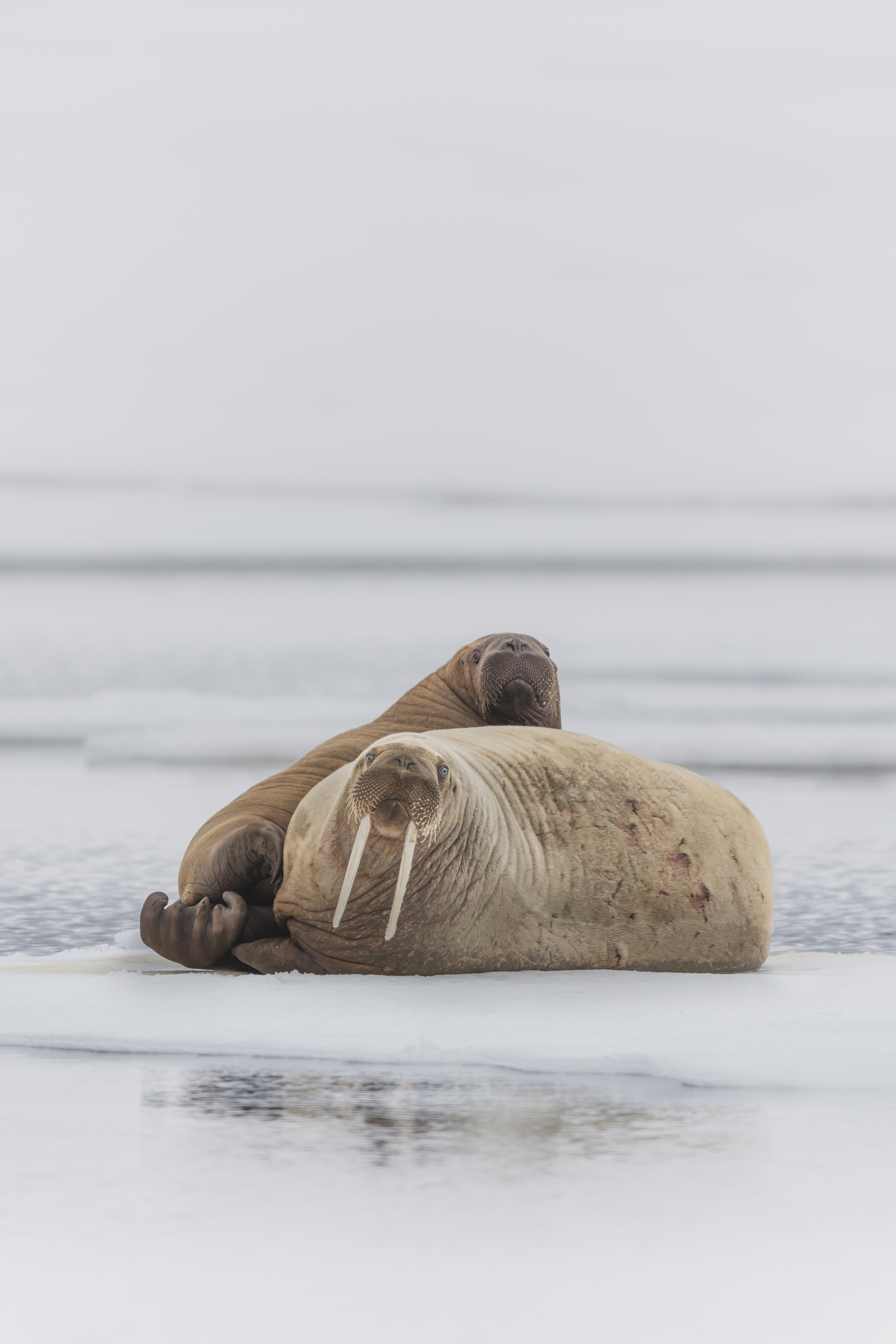 Svalbard Spring Lite Photo Tour w/Piet van den Bemd