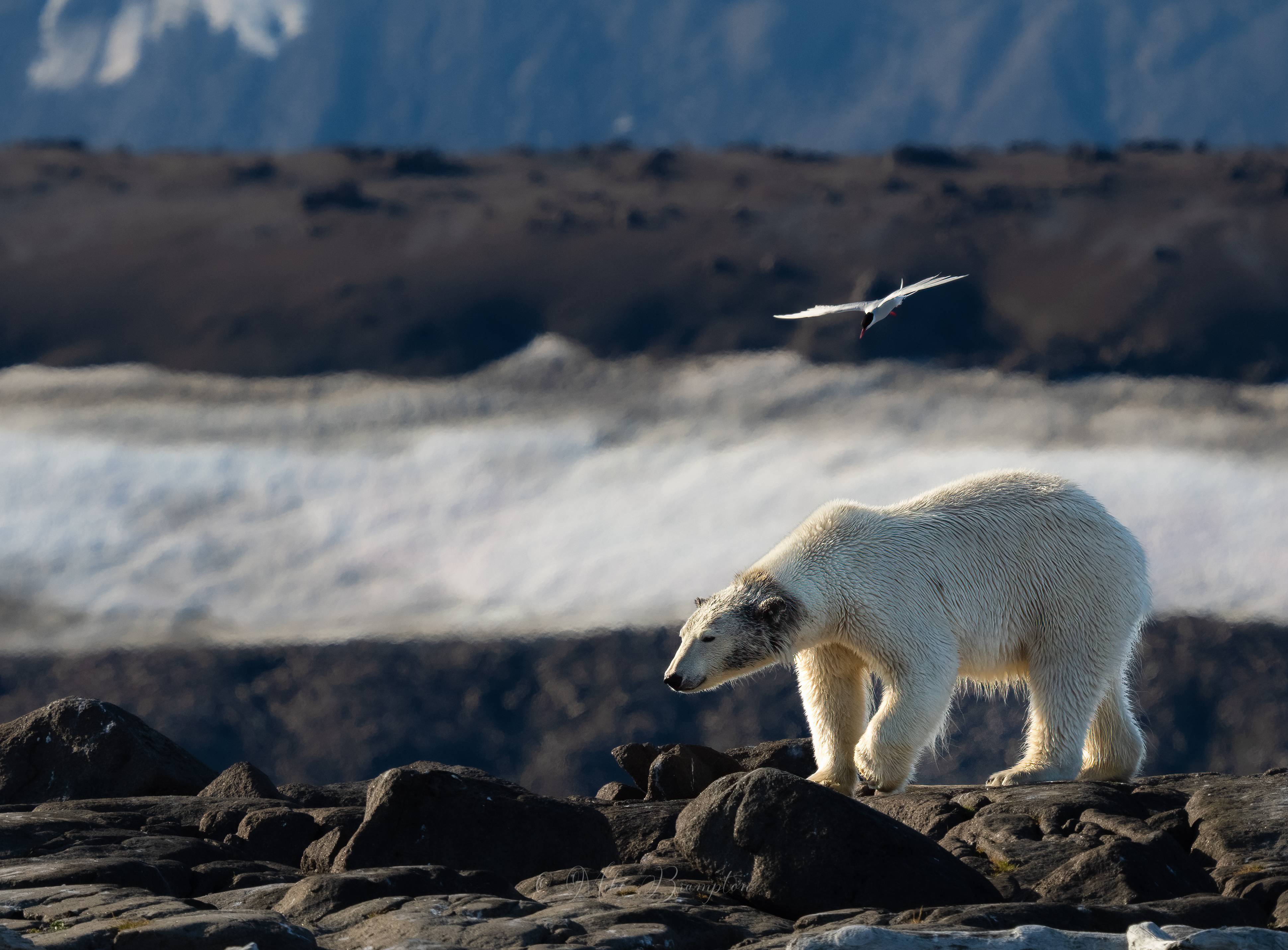 Svalbard Summer Solstice Micro Cruise