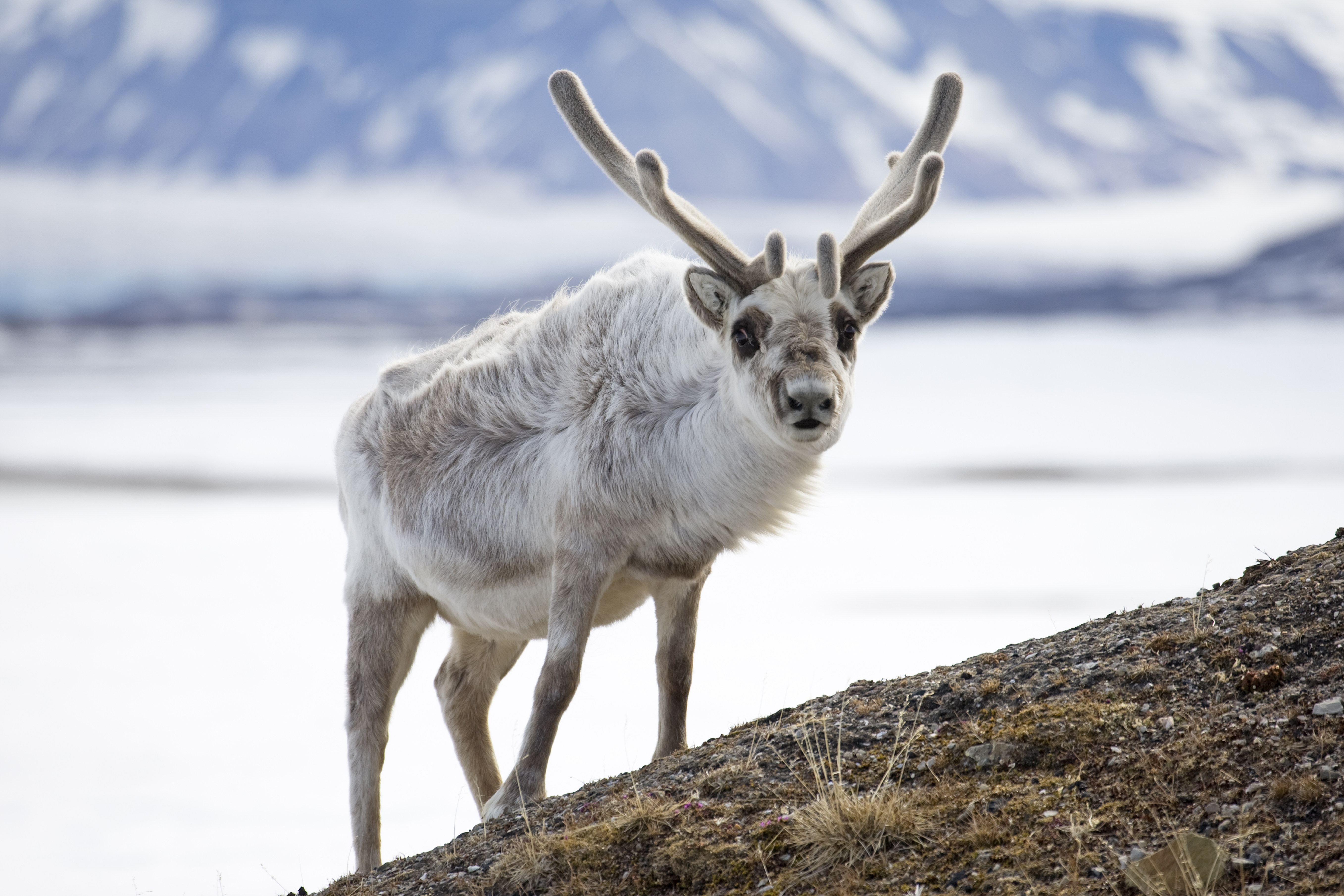Svalbard Summer Solstice Micro Cruise