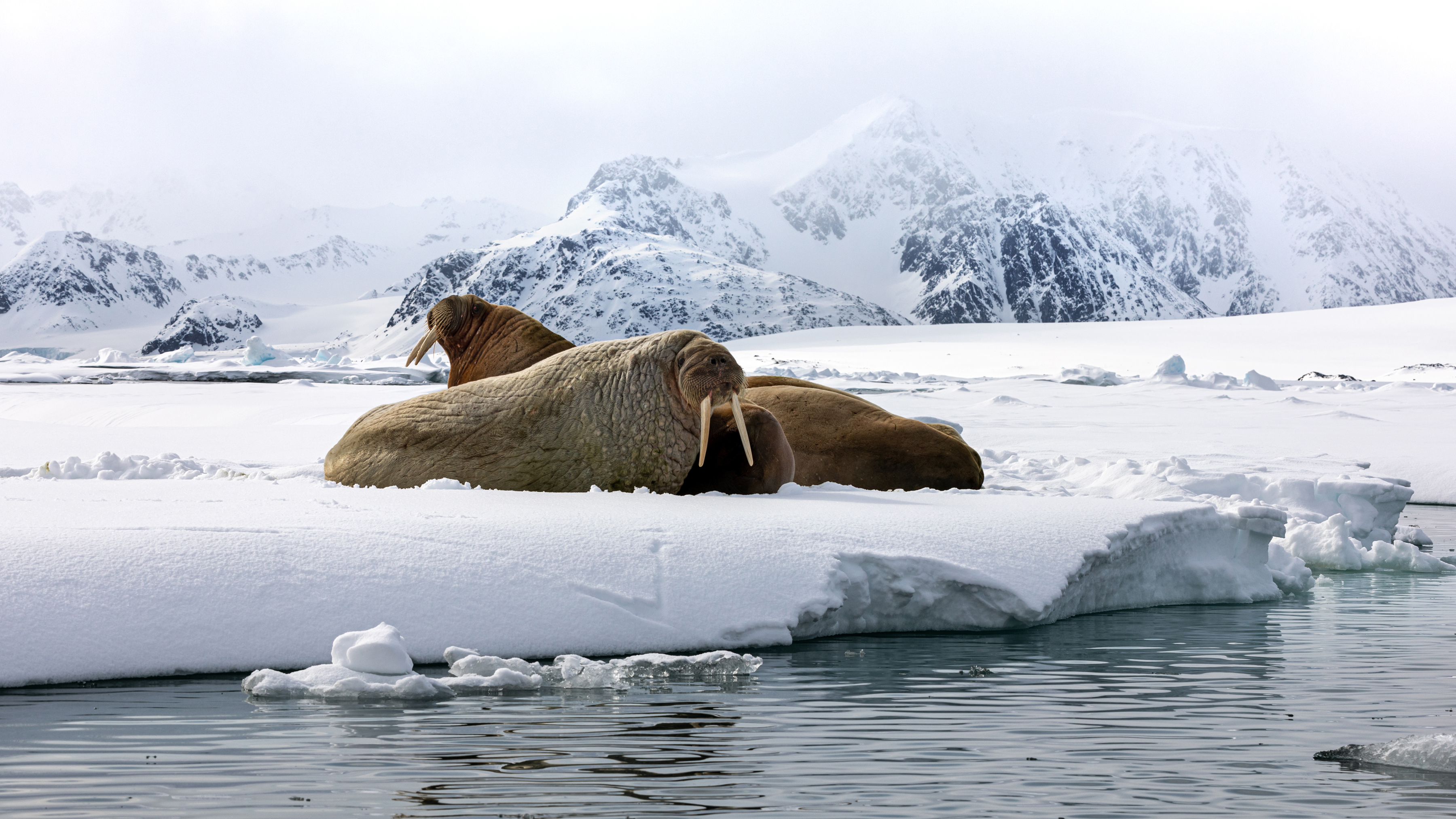 Svalbard Summer Solstice Micro Cruise