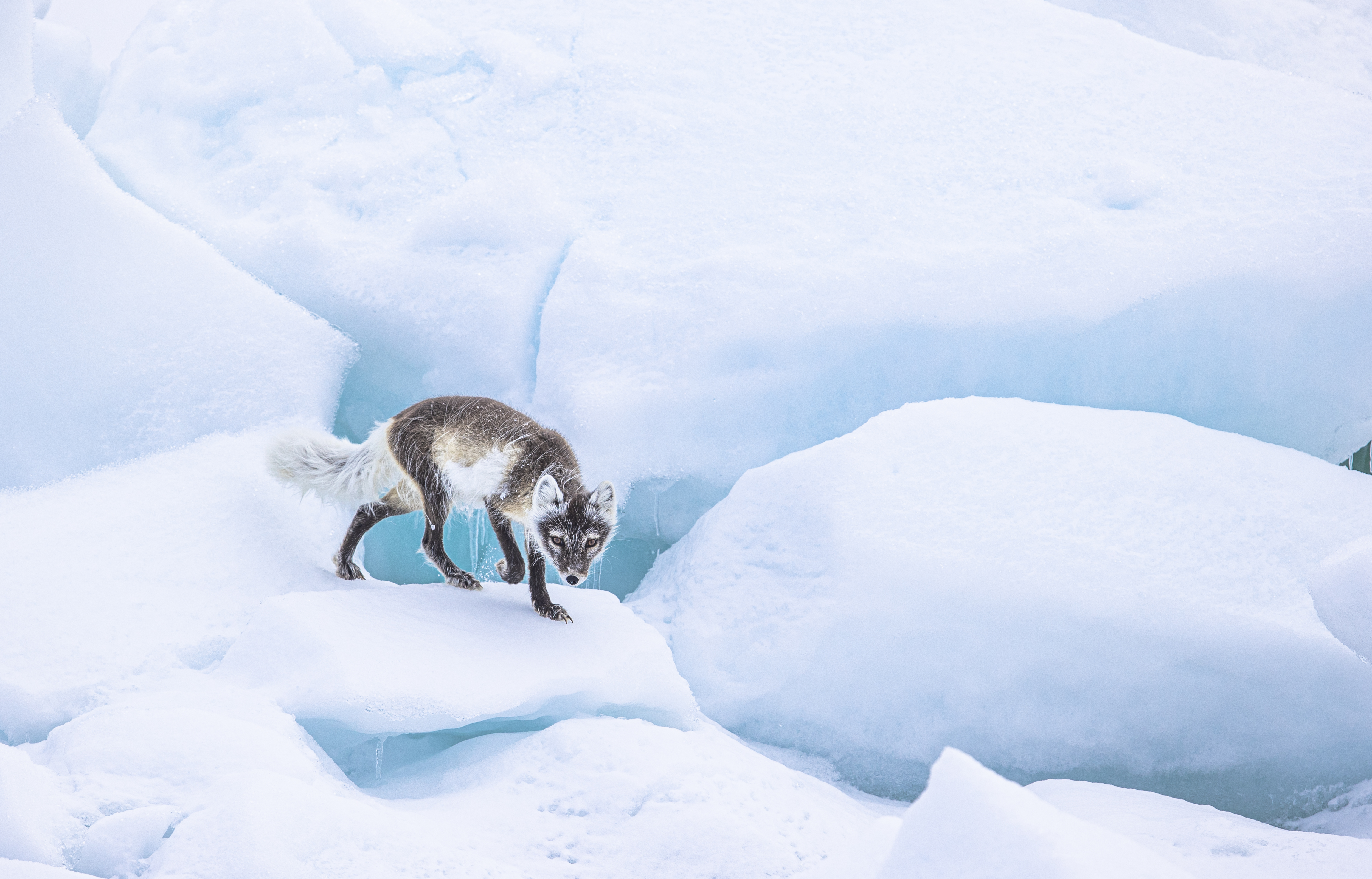 Svalbard Summer Photo Tour w/ Paul Goldstein