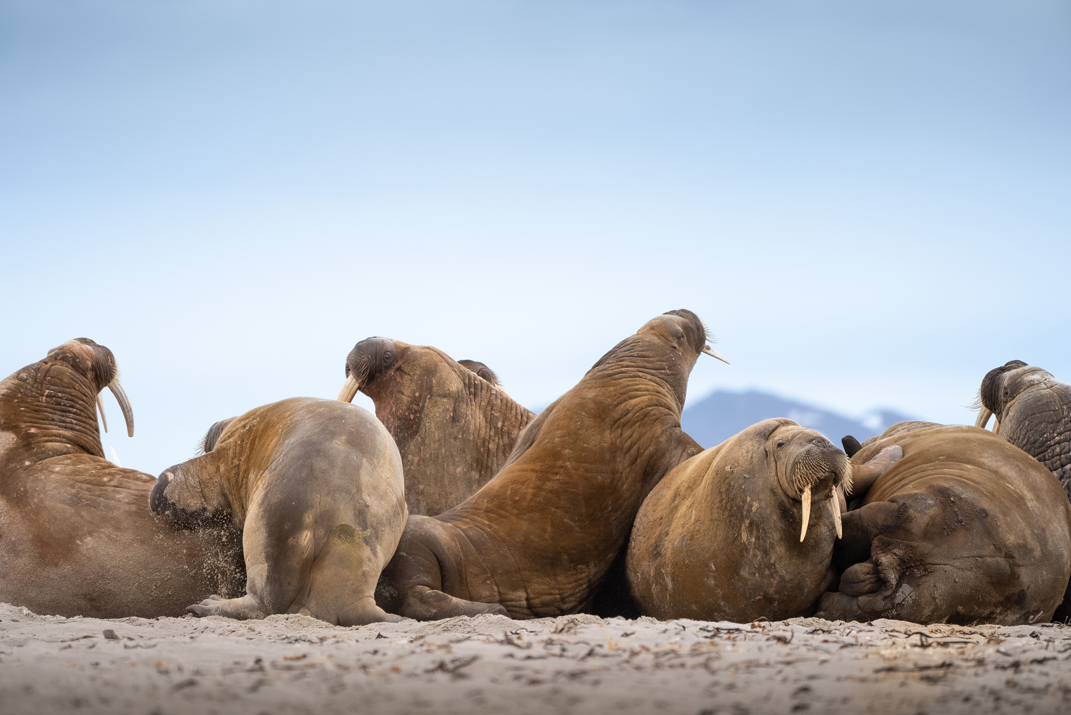 Svalbard Summer Photo Tour w/ Paul Goldstein