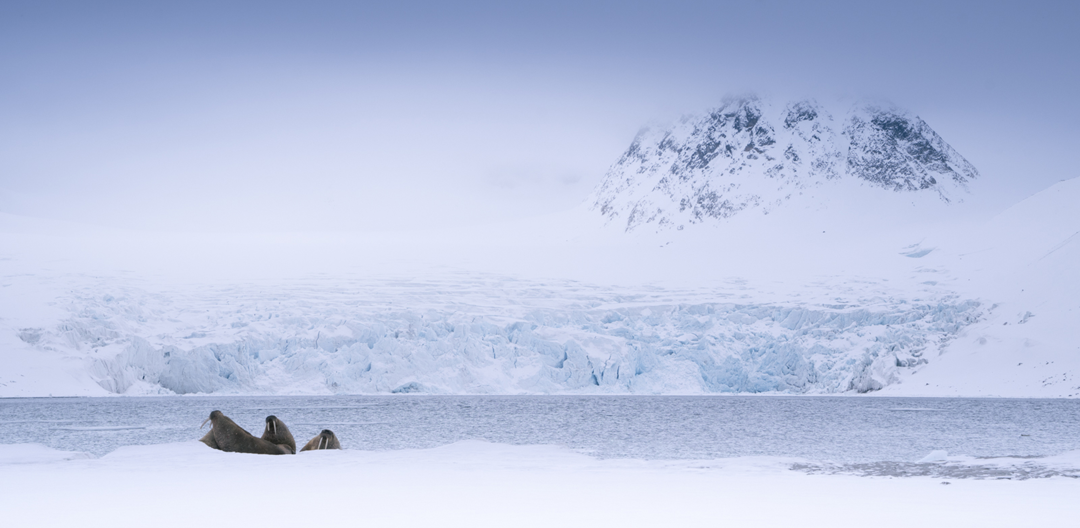 Svalbard Spring Photo Tour